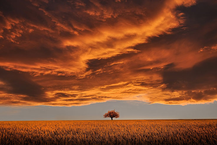 Golden tree in the middle of a golden field